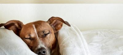 Zašto psu treba da dozvolite da spava sa vama?