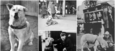 Retke fotografije Hačika, najvernijeg psa na svetu