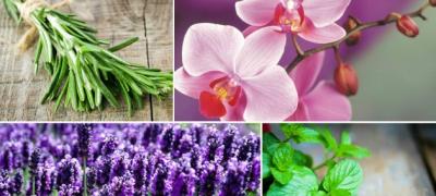 Feng Šui: 7 biljaka koje privlače pozitivnu energiju
