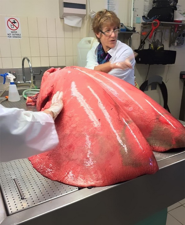 dzinovski-krokodil-najvece-drvo-na-svetu-14-stvari-cija-ce-vas-velicina-zaprepastiti-3.jpg