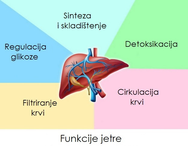 prosecna-zena-moze-da-rodi-40-dece-cinjenice-koje-dokazuju-koliko-je-neverovatno-nase-telo-12.jpg