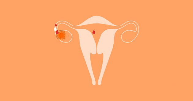 sve-o-ovulaciji-15-cinjenica-koje-ce-vam-pomoci-da-zatrudnite-ili-da-izbegnete-trudnocu-02.jpg