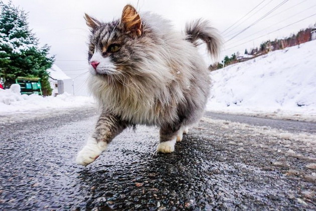 suma-kao-iz-bajke-jedinstvene-kuce-15-foto-dokaza-zasto-je-norveska-posebna-prica-07.jpg